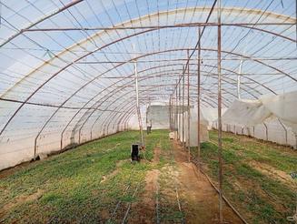 سازه گلخانه