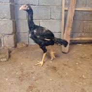 جوجه لاری پنج ماهه