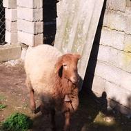 گوسفند ماده پروار