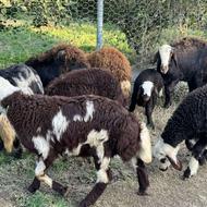 گوسفند بروجردی مادرو بره