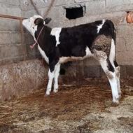 گوساله یا گاو سیمینتال جنس شیری