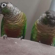 طوطی ،بازیگوش،باهوش