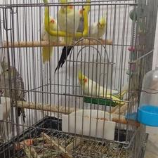 عروس هلندی بالغ