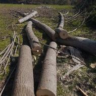 خریدارچوب باغی درخت هیزم همه جور