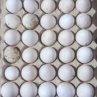 تخم بوقلمون نطفه دار محلی سیاه و بوریون