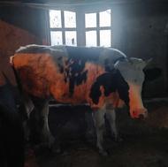 تلم سمینتال تن دار و سالم