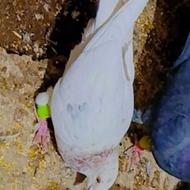 کفتر کله هما ماده