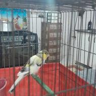 قناری‌مست‌