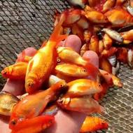 ماهی قرمز شب عید