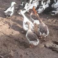 اردک بگ بگی ..خروس محلی ..غاز محلی