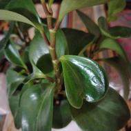 زمین اسفه شهرضا پشت میدان تربار