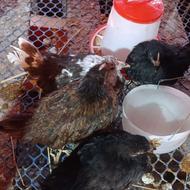 فروش جوجه مرغ و خروس جاپنیز