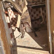 سگ پید بول واگذار