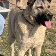 سگ پژدر توله سن واگذاری