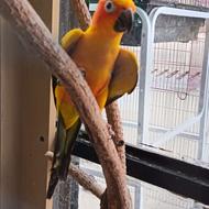 استخدامی پرنده فروشی