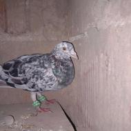 کبوتر سار قدیم