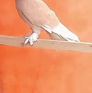 فروش کبوتر پرشی تهران