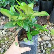 پالم ژینکو ارغوان یاس هلندی شمشادبرگ نو