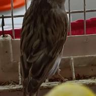 دو عدد قناری ماده آماده