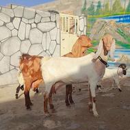 شاه بزبز گلابی با 3 بزغاله بز پلنگی 2 بزغاله بز سفید 1بزغاله