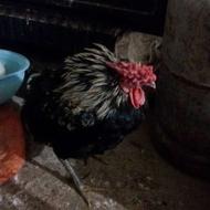 مرغ و خروس گلین