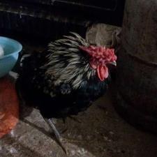 مرغ و خروس گلین