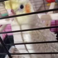 عروس هلندی سه ماهه