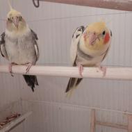 عروس هلندی ابلغ