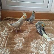 عروس هلندی مولد همراه 2تا جوجه