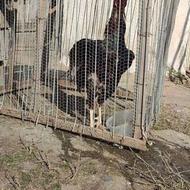 خروس لاری 14ماهه