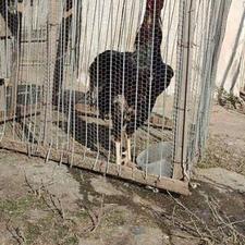 خروس لاری 14ماهه