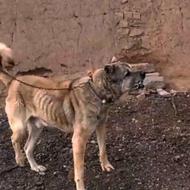 واگذار نر سرابی مخصوص نسل کشی