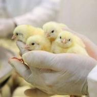 جوجه یک روزه مرغ گوشتی راس درجه یک