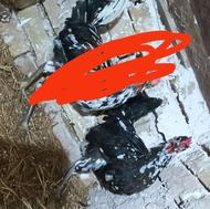 مرغ گلین و مرغ محلی