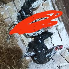 مرغ گلین و مرغ محلی