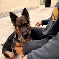 واگذاری ژرمن شپر ماده