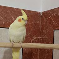 عروس هلندی ماده