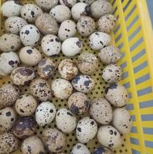 تخم بلدرچین نطفه دار و خوراکی تازه دونه پنج