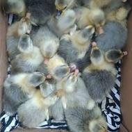 جوجه غاز محلی..غازکته 2روزه