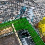 مرغ عشق جفت با یک تکی نر 100000 میلیون تومان