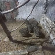 بلدرچین ماده