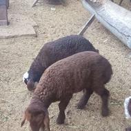 برهی شیری، گوسفند