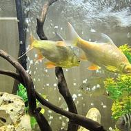 ماهی حلب بزرگ دو عدد