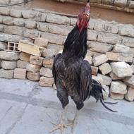 خروس لاری اصیل