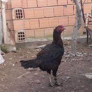 لاری اصل تخم گزار