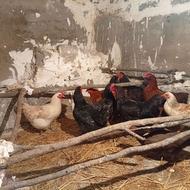 فروش مرغ محلی