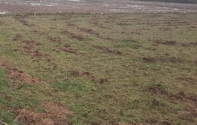 زمین کشاورزی برنجکاری شالیزار