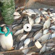 بچه ماهی گرمابی