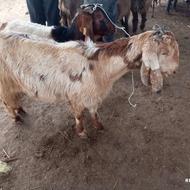 بزچاق وهیکلی دو راس هردوباهم 30000000