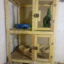 کبوتر قفس جفتگاه